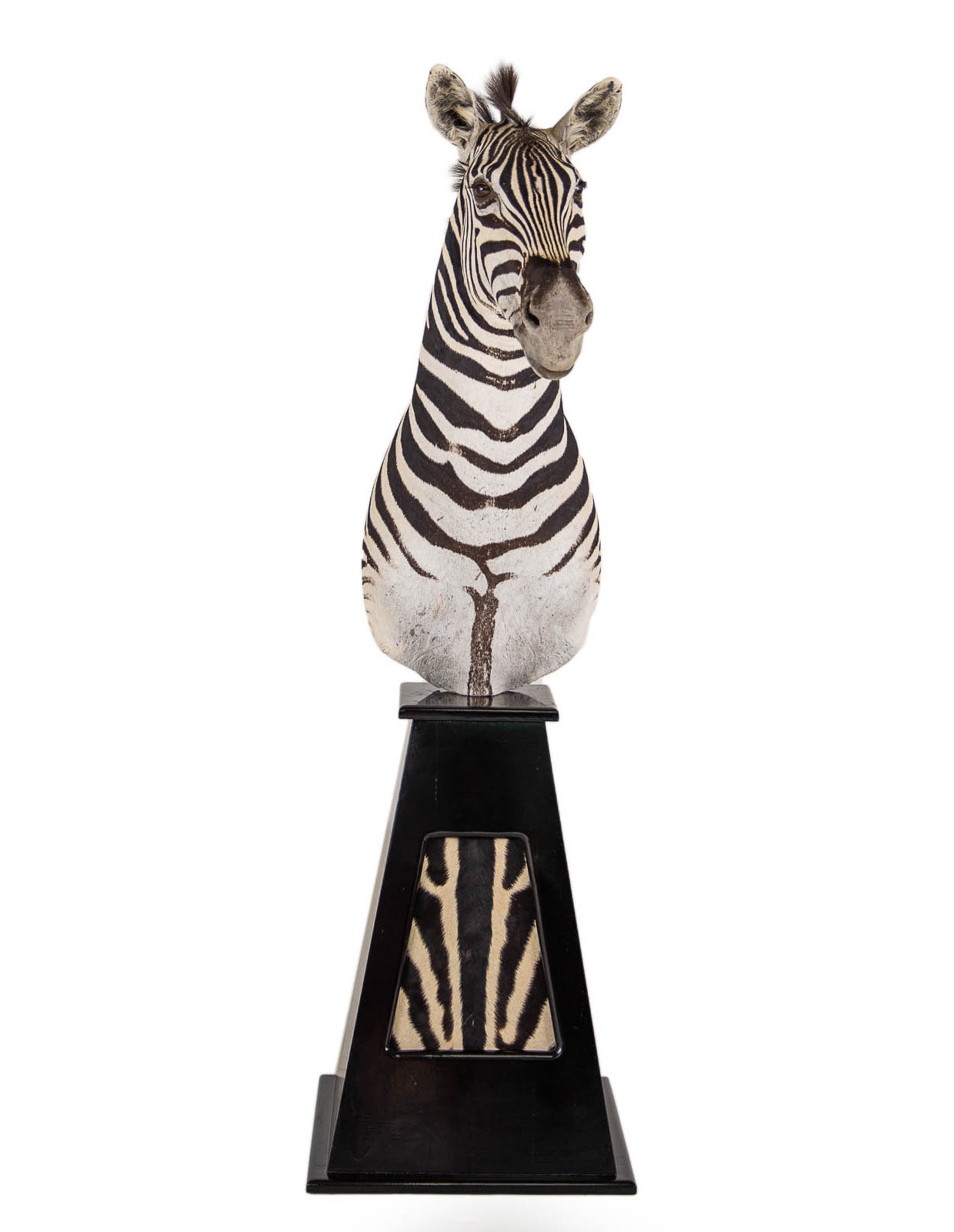 Zebra Pedestal Mount Pyramid Base Splitting Image Taxidermy